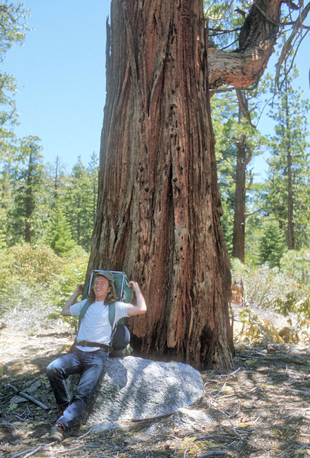 Larry O'Leary and Giant Sequoia tree