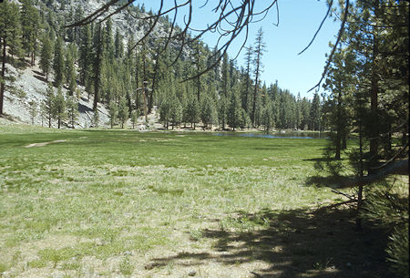 Lower Willow Meadow