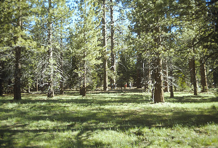 Forest at Upper Willow Meadow