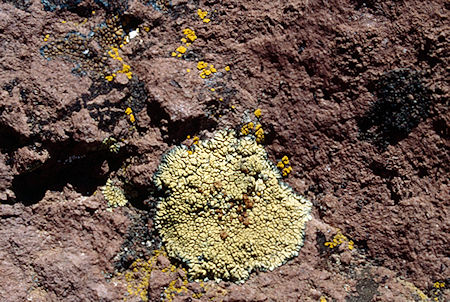 Lichen in volcanic rock near Lunch Meadow - Emigrant Wilderness 1993