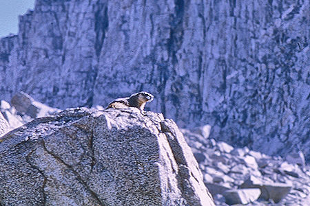 Marmot checking us out - Kings Canyon National Park 25 Aug 1969