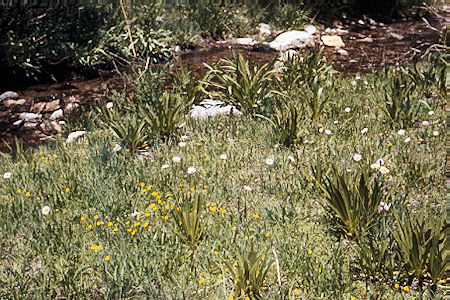 Sierra Nevada - John Muir Wilderness - Flowers above Sawmill Lake 1972