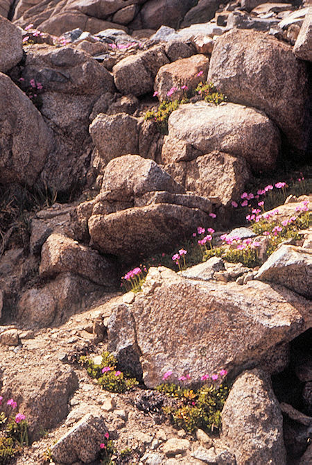Sierra Nevada - John Muir Wilderness - Flowers on Sawmill Pass Trail 1972