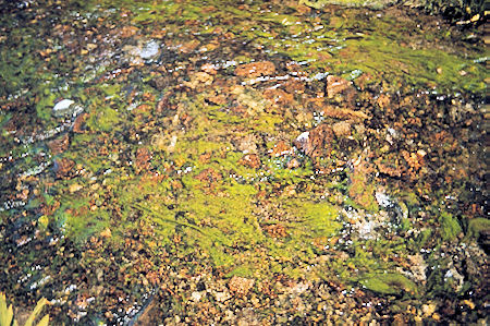 Sierra Nevada - Kings Canyon National Park - Stream moss 1975