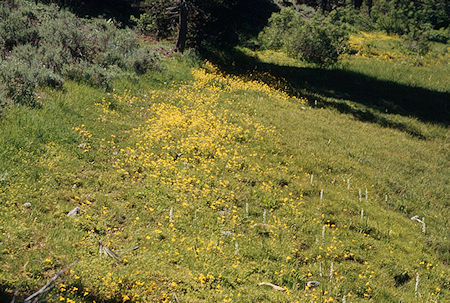 Flower bed near camp - Emigrant Wilderness1995