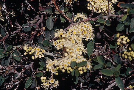 Flowers - Emigrant Wilderness 1995
