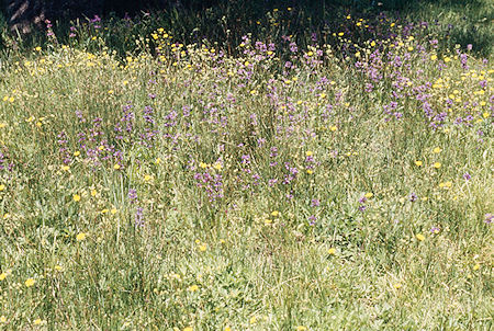 Flower garden - Emigrant Wilderness 1995