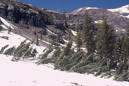 Bent trees in Soda Canyon - Emigrant Wilderness 1995