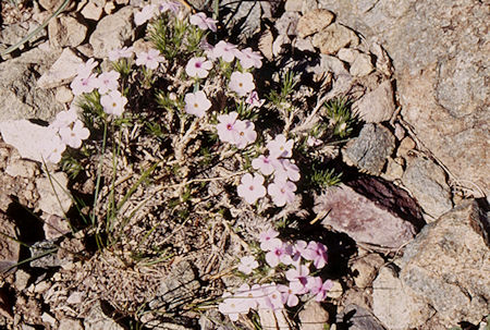 Flowers - Emigrant Wilderness 1995