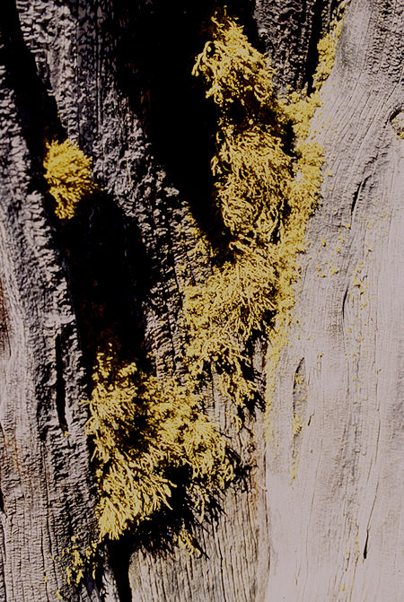 Tree Moss - Emigrant Wilderness 1995