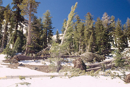 Avalanche debris - Emigrant Wilderness 1995