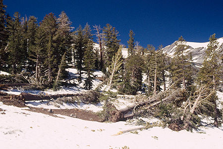 Avalanche debris - Emigrant Wilderness 1995