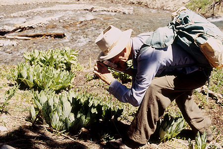 Gil Beilke photographing plant - Emigrant Wilderness 1995