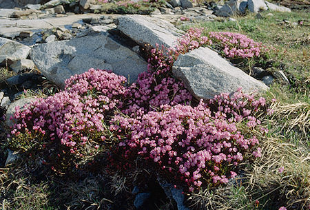 Flowers near Lake Helen - Hoover Wilderness 1991