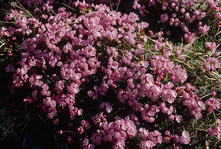 Flowers near Lake Helen - Hoover Wilderness 1991