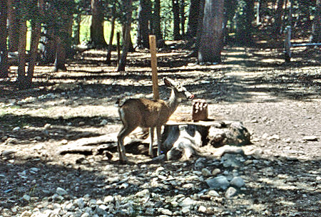 Deer at salt lick at cabin/Ranger Station at Upper Piute Meadow - Hoover Wilderness 1992