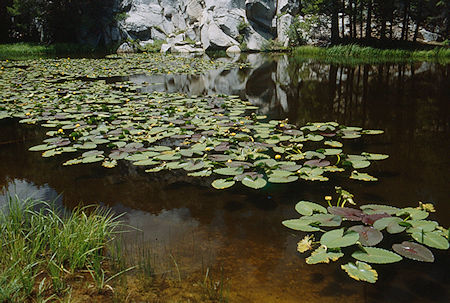 Lilly pond on Piute Meadow trail - Hoover Wilderness 1992