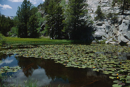 Lilly pond on Piute Meadow trail - Hoover Wilderness 1992
