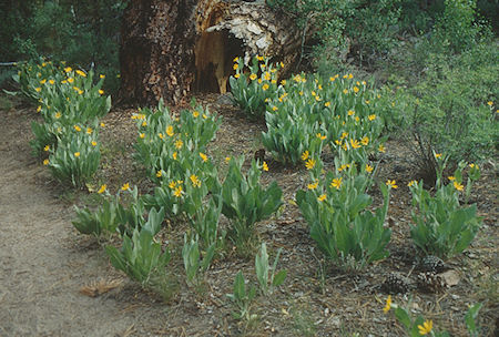 Flowers along Walker River - Hoover Wilderness 1991