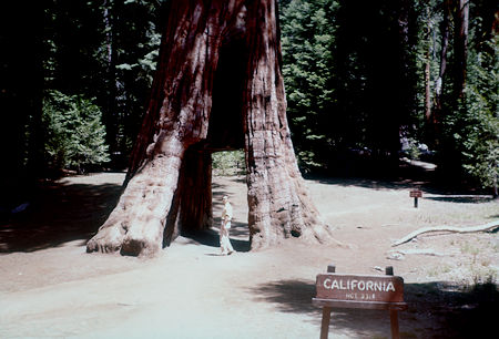 California Tree - Mariposa Grove - Yosemite National Park - Jul 1957