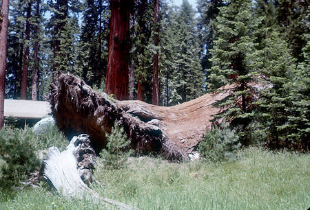 'Elephant Foot' - Mariposa Grove - Yosemite National Park - Jul 1957