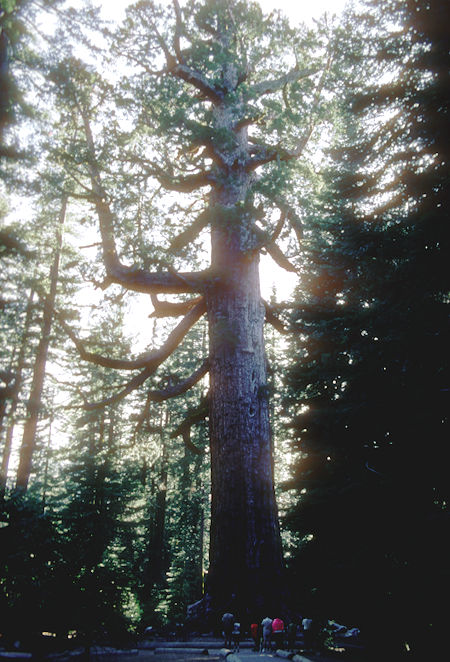 Grizzly Giant tree - Mariposa Grove - Yosemite National Park - 01 Jun 1968