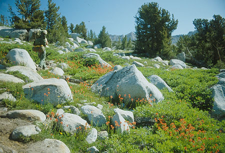 Flowers on Pine Creek Pass trail - 1982