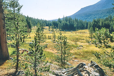 Meadow near camp - Sequoia National Park 24 Aug 1981