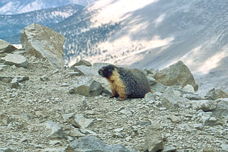 Marmot at Trail Crest trail junction - Sequoia National Park 26 Aug 1981