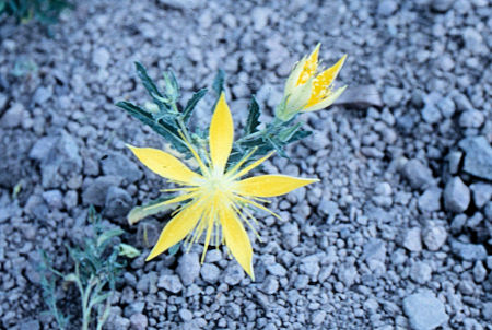 Flower at Leavitt Meadow - Hoover Wilderness 1995