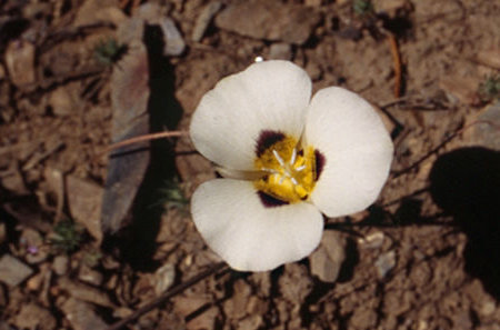 Flower on Cascade Creek - Hoover Wilderness 1995
