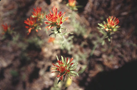 Flowers on Cascade Creek - Hoover Wilderness 1995