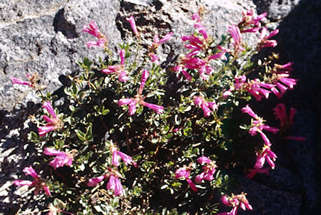 Cora Lake flowers - Hoover Wilderness 1995