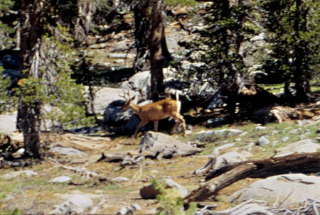 Buck Deer near Cora Lake - Hoover Wilderness 1995