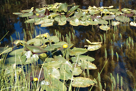 Lilly Pond on way to the roadhead - Hoover Wilderness 1995