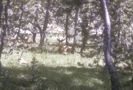 Deer in Jack Main Canyon - Yosemite National Park - 25 Aug 1965