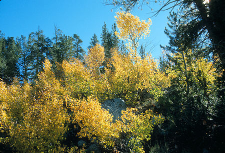Aspens in fall color