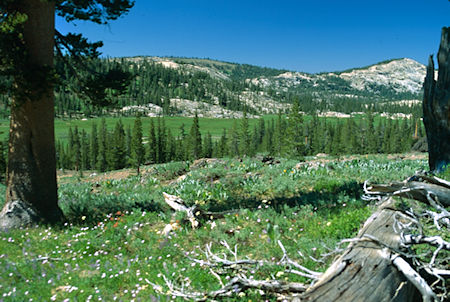 Flower garden and Cooper Meadow from Eagle Pass Trail - Emigrant Wilderness 1994
