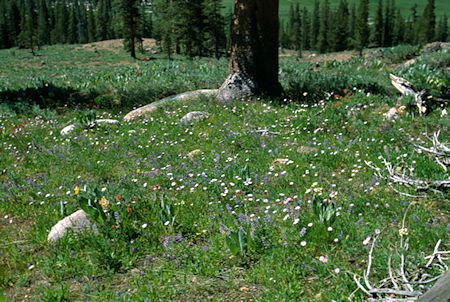 Flower garden above Cooper Meadow - Emigrant Wilderness 1994