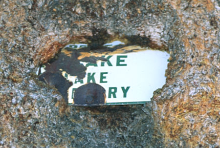 Old Forest Service sign swallowed by tree - Emigrant Wilderness 1994