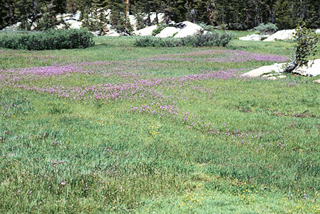 Flowers in Upper Relief Valley - Emigrant Wilderness 1994