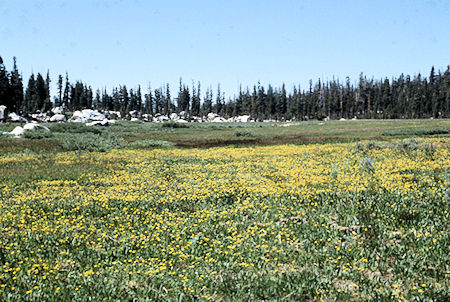Flowers in Upper Relief Valley - Emigrant Wilderness 1994