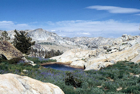 Pond and flowers on ridge near camp - Emigrant Wilderness 1994