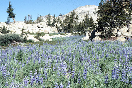 Flowers on way down to Long Lake - Emigrant Wilderness 1994