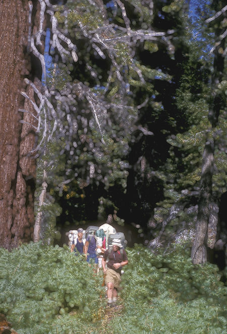 Bob Brooks leads hiking through the 'jungle' on the trail to Smedberg Lake - Yosemite National Park - 02 Sep 1964
