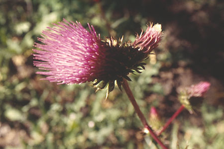 Flower in Lower Burt Canyon - Hoover Wilderness 1995