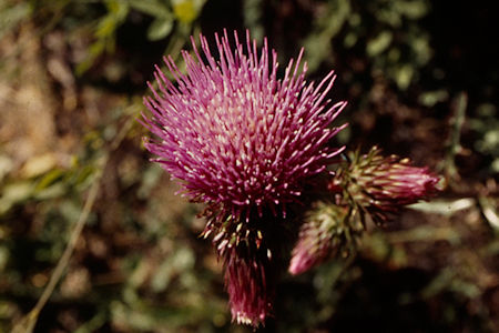 Flower in Lower Burt Canyon - Hoover Wilderness 1995