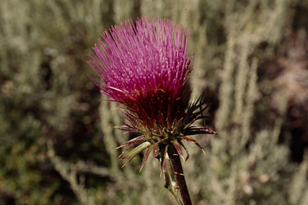 Flower near Little Walker River crossing Burt Canyon - Hoover Wilderness 1995