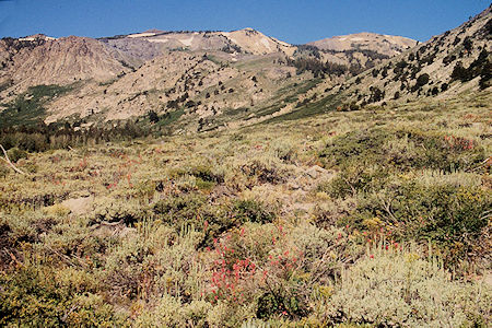 Flowers looking toward Piute Canyon in Burt Canyon - Hoover Wilderness 1995