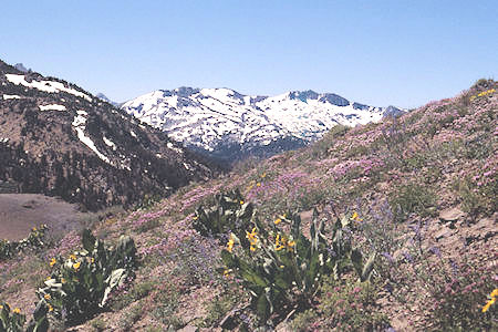 Flowers near Piute Pass toward Forsyth Peak - Hoover Wilderness 1995